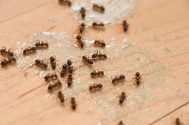 Best Local Pest Control Services  in Maybrook, NY